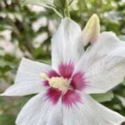 日高　あんな ありがとう(*´ω｀*) 出張メンズエステ ロマンスSPA 奈良