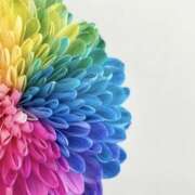 ヒメ日記 2026/01/24 11:11 投稿 日高　あんな 出張メンズエステ ロマンスSPA 奈良