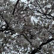 ヒメ日記 2026/03/25 13:04 投稿 桃田 人妻風俗チャンネル