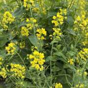 桃田 おはようございます☀️ 人妻風俗チャンネル