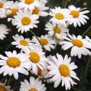 ヒメ日記 2026/02/18 08:02 投稿 かんな ハピネス福岡