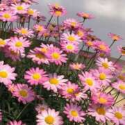 ヒメ日記 2026/03/05 08:02 投稿 かんな ハピネス福岡