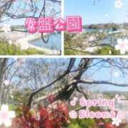 ヒメ日記 2026/04/07 16:22 投稿 白石ゆゆ こあくまな熟女たち 宇部店(KOAKUMAグループ)