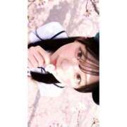 あゆ 遅ればせながら、桜 E+アイドルスクール