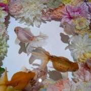 ヒメ日記 2026/02/17 15:05 投稿 藤原 ミセスの手ほどき 錦糸町店