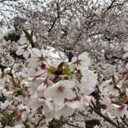 ヒメ日記 2026/04/07 09:44 投稿 美緒 CLASSY（クラッシー）.神戸