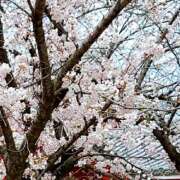 ヒメ日記 2026/04/01 07:26 投稿 ことえ(昭和34年生まれ) 性熟カップル～60代からの営み～