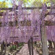 ヒメ日記 2026/04/19 06:46 投稿 ことえ(昭和34年生まれ) 性熟カップル～60代からの営み～