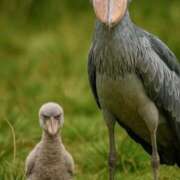 ヒメ日記 2026/02/10 09:20 投稿 みわ(昭和39年生まれ) 性熟カップル～60代からの営み～