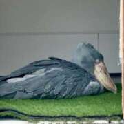 みわ(昭和39年生まれ) 見てきました 性熟カップル～60代からの営み～