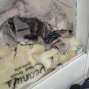 ヒメ日記 2026/01/31 13:16 投稿 かりん 茨城水戸ちゃんこ