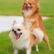 ヒメ日記 2026/04/12 18:01 投稿 いちごのイロハ C級グル女　鶯谷店