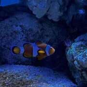 体験さん32歳 冬と言ったら雪〜♪雪と言ったらﾌﾌﾝﾌﾝ〜♪ エッチな熟女(広島)