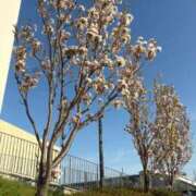 ヒメ日記 2026/04/13 07:52 投稿 近乃いずみ プレジデントハウス