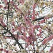 ヒメ日記 2026/03/03 10:19 投稿 あやこ パラダイス(泉大津)