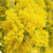 ヒメ日記 2026/03/25 10:59 投稿 あやこ パラダイス(泉大津)