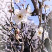 ヒメ日記 2026/02/03 13:45 投稿 わこ 錦糸町人妻ヒットパレード（シンデレラグループ）