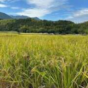 ヒメ日記 2026/01/17 12:51 投稿 杏菜(あんな) グランドオペラ福岡
