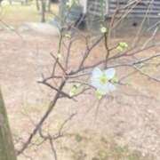 ヒメ日記 2026/01/18 19:03 投稿 栞花(かんな) グランドオペラ福岡