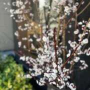 ヒメ日記 2026/03/21 17:51 投稿 美咲(みさき) グランドオペラ福岡