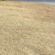 ヒメ日記 2026/01/17 16:54 投稿 若菜(わかな) グランドオペラ福岡