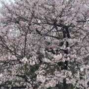 ヒメ日記 2026/04/02 15:10 投稿 若菜(わかな) グランドオペラ福岡