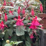 ヒメ日記 2026/04/02 15:21 投稿 若菜(わかな) グランドオペラ福岡