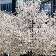 ヒメ日記 2026/04/08 16:41 投稿 若菜(わかな) グランドオペラ福岡