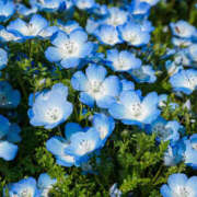 ヒメ日記 2026/04/23 19:21 投稿 エマ クラブレア南大阪