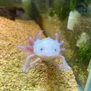 ヒメ日記 2026/01/18 12:16 投稿 らい マネキン 名駅店