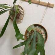 夢藤佑実 趣味までいかない趣味 ハールブルク