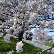 ヒメ日記 2026/04/03 13:54 投稿 みゅう 京都痴女性感フェチ倶楽部