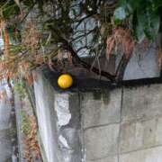 あいさ 昨日は 奥鉄オクテツ東京店（デリヘル市場）