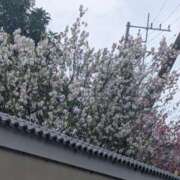 ヒメ日記 2026/04/05 18:14 投稿 涼香【すずか】 丸妻 西船橋店