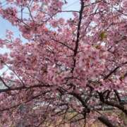 ヒメ日記 2026/03/20 00:31 投稿 奈海(なみ) グランドオペラ横浜