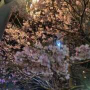 ヒメ日記 2026/03/20 23:21 投稿 奈海(なみ) グランドオペラ横浜