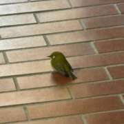 ヒメ日記 2026/01/17 15:00 投稿 さやか 完全密室 無抵抗