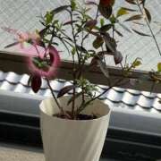 すみれ おはようございます🐥🥚 京都ホテヘル倶楽部