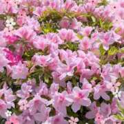 わこ先生 おさんぽで?? 葛西コスプレメイド学園（シンデレラグループ）