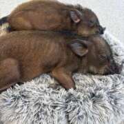 ヒメ日記 2026/01/31 15:05 投稿 あいか 宇都宮人妻デリバリー 一期一会 二章