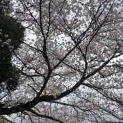 ヒメ日記 2026/04/05 14:35 投稿 あいか 宇都宮人妻デリバリー 一期一会 二章