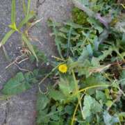 ヒメ日記 2026/01/17 13:32 投稿 しずく 完熟ばなな千葉店