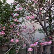 しずく 3月〜 完熟ばなな千葉店