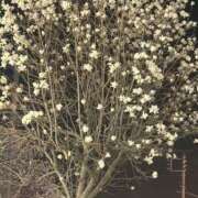 ヒメ日記 2026/03/07 21:00 投稿 今野のりこ 五十路マダムエクスプレス船橋店(カサブランカグループ)