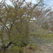 ヒメ日記 2026/04/13 13:08 投稿 今野のりこ 五十路マダムエクスプレス船橋店(カサブランカグループ)