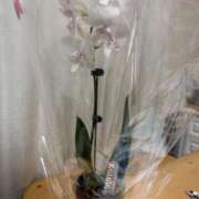 ヒメ日記 2026/04/15 09:04 投稿 今野のりこ 五十路マダムエクスプレス船橋店(カサブランカグループ)