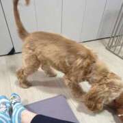 ヒメ日記 2026/02/12 12:03 投稿 ゆん ドマーニ