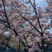 ヒメ日記 2026/03/29 21:26 投稿 じゅん ルピナスパルフェ