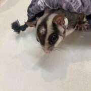 ヒメ日記 2026/03/08 20:02 投稿 愛桜(あいら) PLUS梅田店