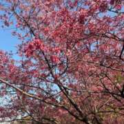 ヒメ日記 2026/03/09 15:25 投稿 いろは 横浜関内人妻城